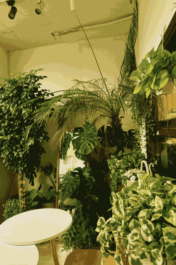 Sang quán cafe để đi du học Tại Tam Đảo, Quận 10