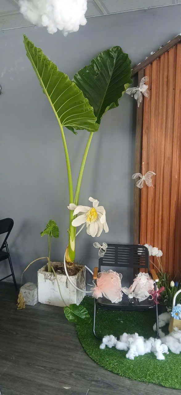 Hot ! Chỉ với 88tr có ngay quán cafe mặt tiền đường Phạm Thái Bường Phường 4 Thành Phố Vĩnh Long